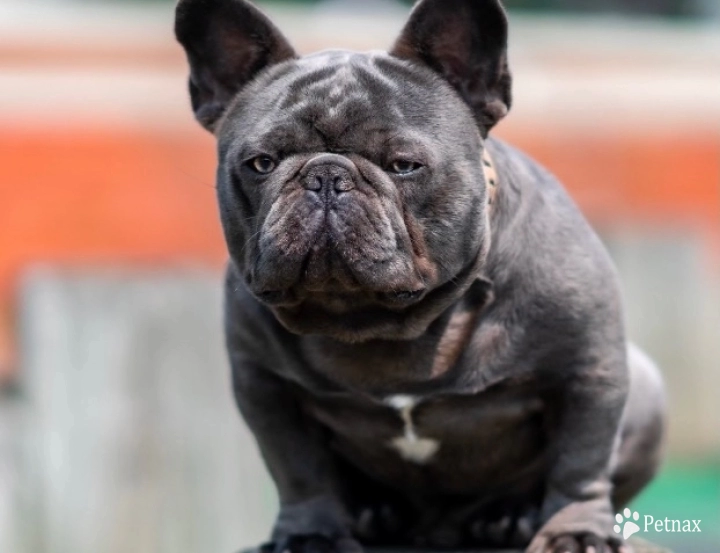 Vador French Bulldog