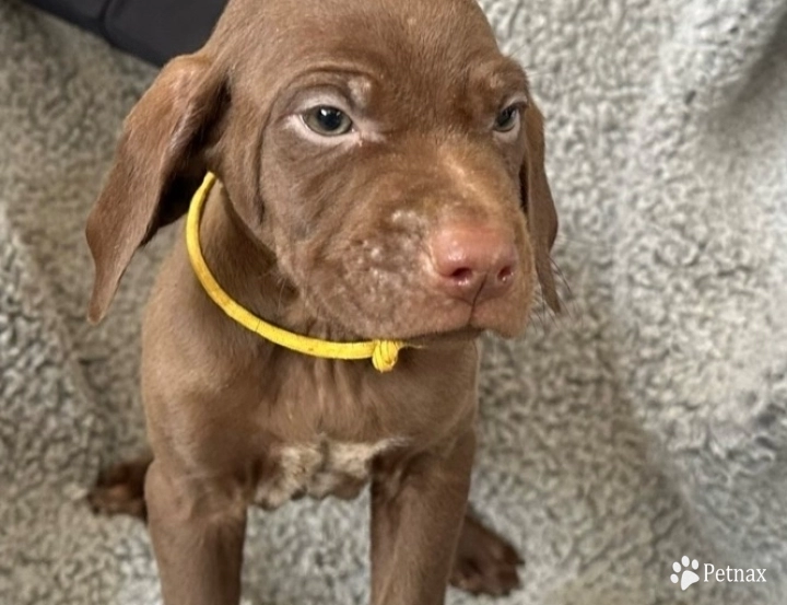 Male  German Shorthaired Pointer