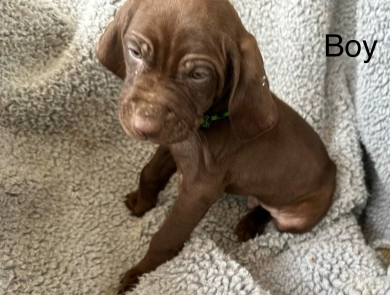 Male  German Shorthaired Pointer