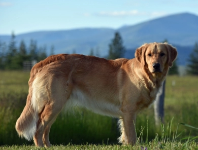 Blue Moon Acres' Sadie Golden Retriever