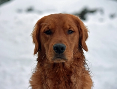 Blue Moon Acres' Gunner Golden Retriever