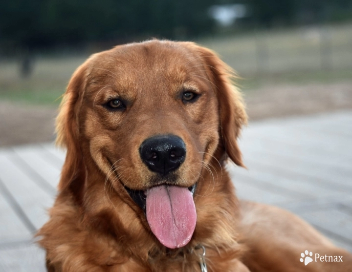 Blue Moon Acres' Gunner Golden Retriever