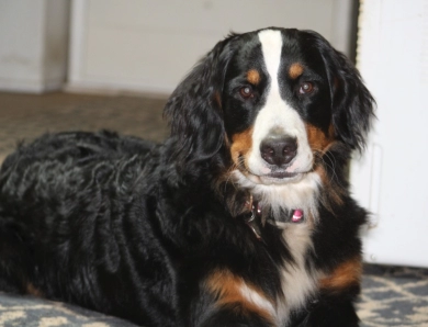 Eden Bernese Mountain Dog