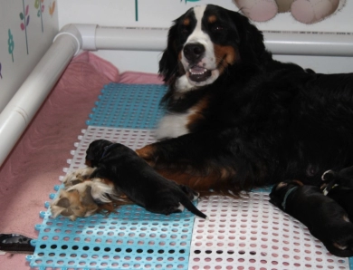 Eden Bernese Mountain Dog