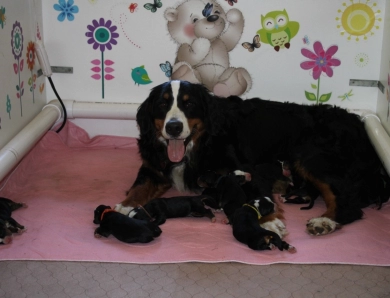 Eden Bernese Mountain Dog