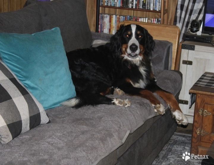 Eden Bernese Mountain Dog