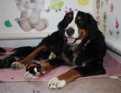 Eden Bernese Mountain Dog