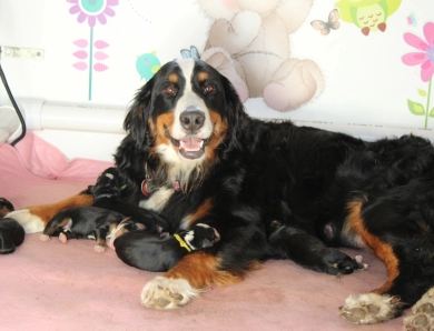 Eden Bernese Mountain Dog