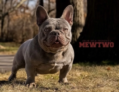 Mewtwo French Bulldog