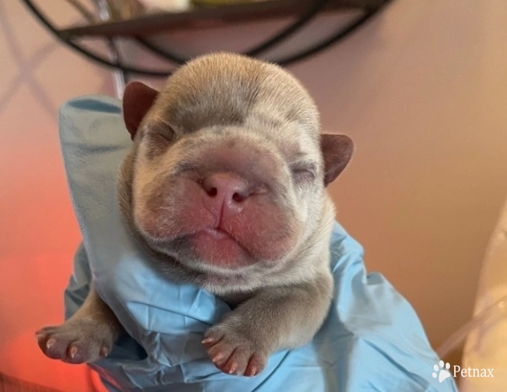 Blue Merle male eye patch  French Bulldog