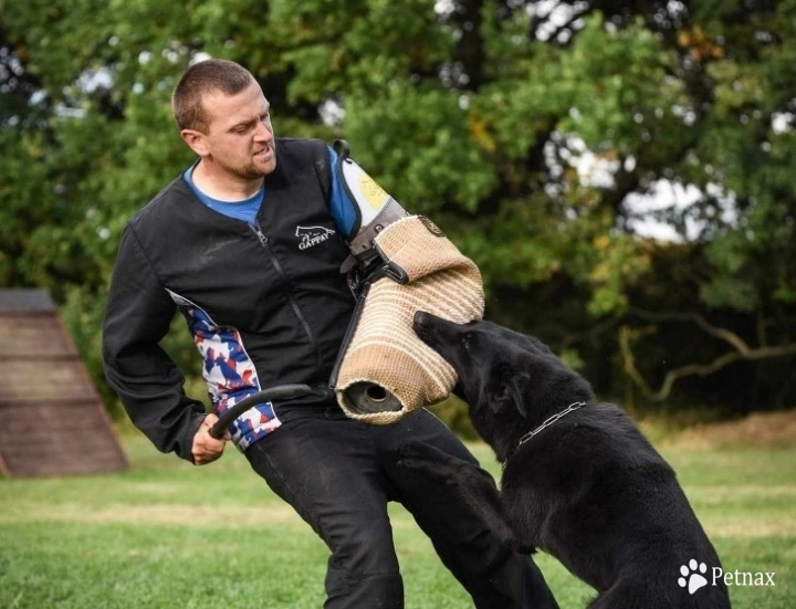 CEISY HELIPEKY German Shepherd