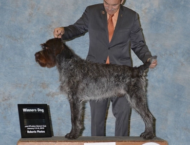 VC CH Flatbrooks Walker MH Wirehaired Pointing Griffon