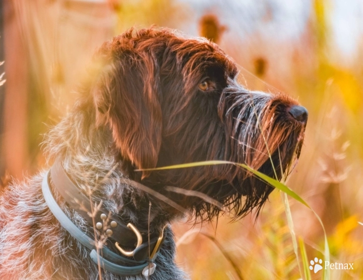 VC CH Flatbrooks Walker MH Wirehaired Pointing Griffon