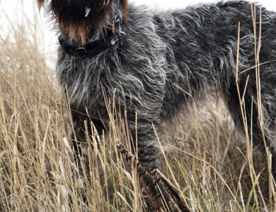 Mocha Von Hartzheim Wirehaired Pointing Griffon