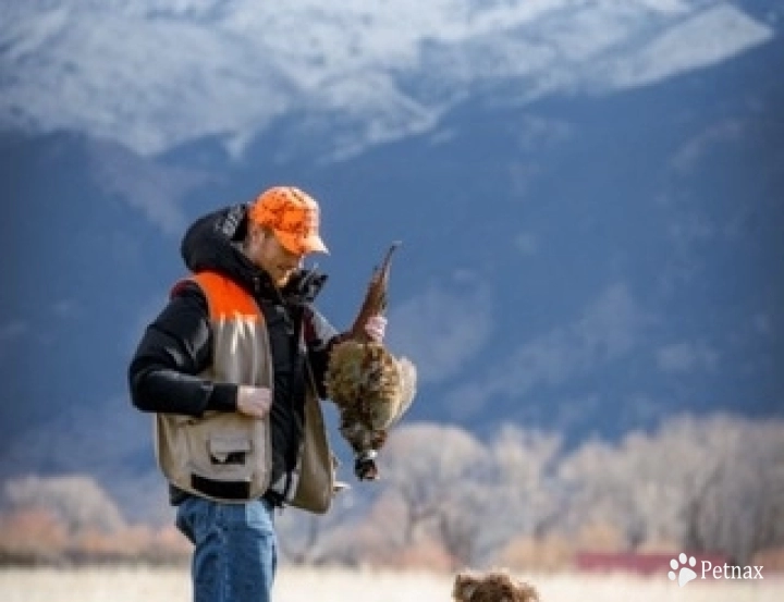 Mocha Von Hartzheim Wirehaired Pointing Griffon