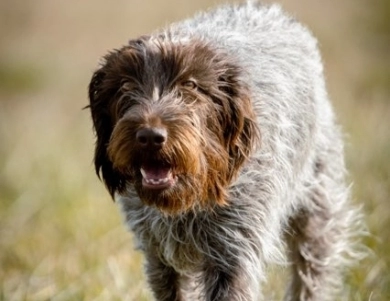 Mocha Von Hartzheim Wirehaired Pointing Griffon