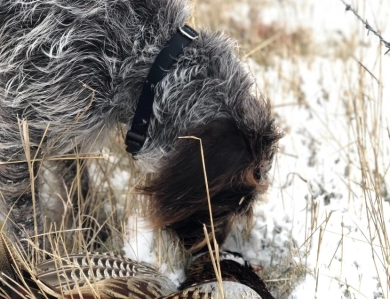 Mocha Von Hartzheim Wirehaired Pointing Griffon