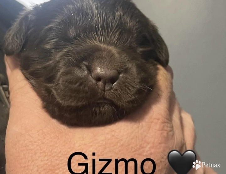 Gizmo Newfoundland