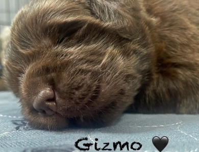 Gizmo Newfoundland