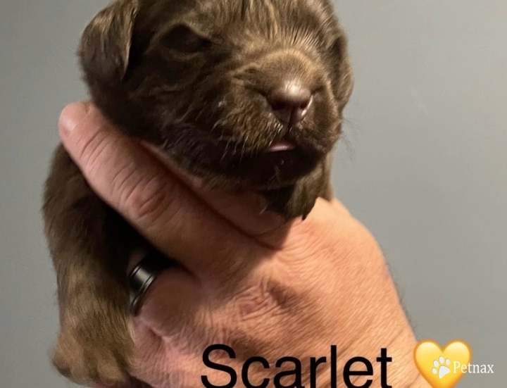 Scarlet  Newfoundland