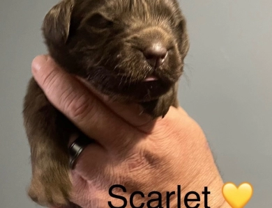 Scarlet 