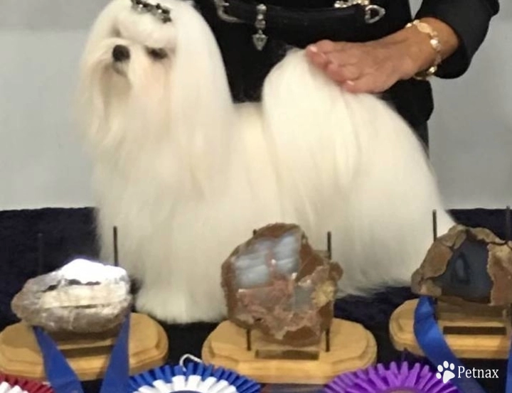 Oscar Maltese