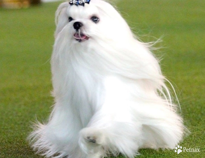 Fox Maltese