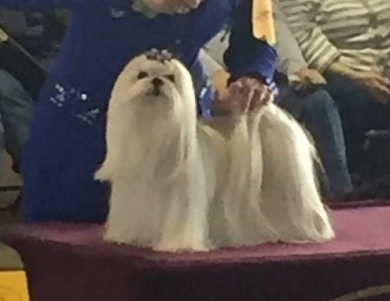 Fox Maltese