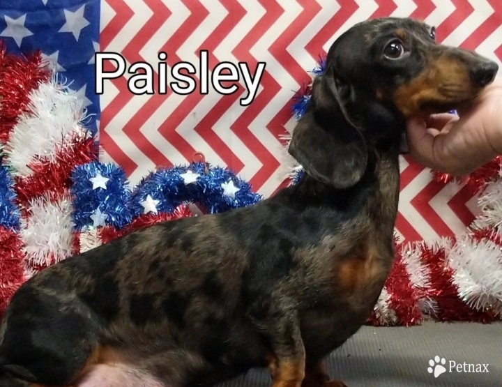 Paisley Dachshund