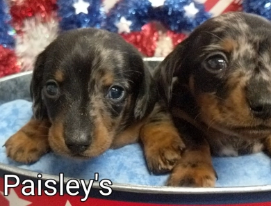 Black & Tan Dapple Dachshund