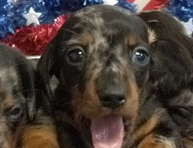 Black & Tan Dapple Dachshund