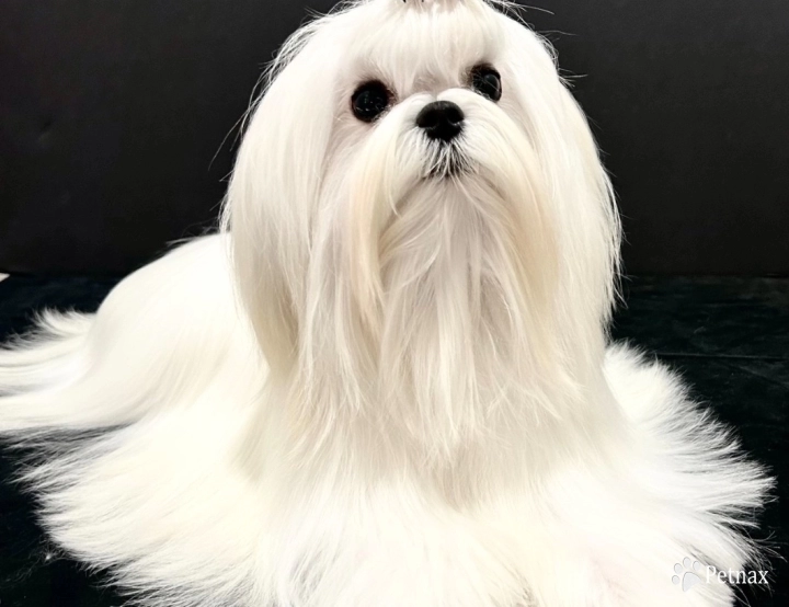 Drama Maltese