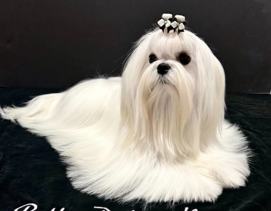 Drama Maltese