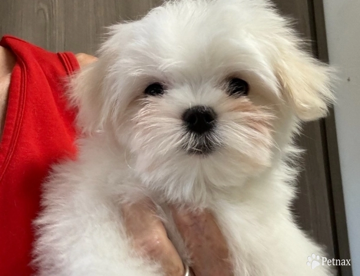 Boy Maltese