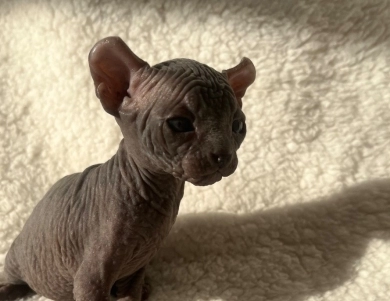 Onyx  Sphynx