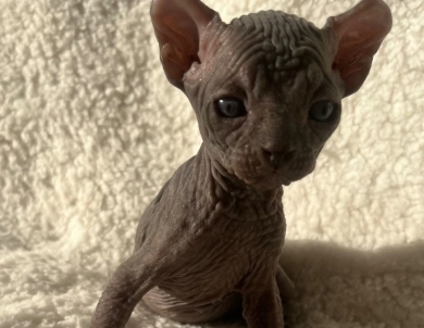 Onyx  Sphynx