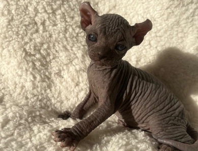 Onyx  Sphynx