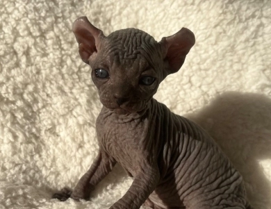 Onyx  Sphynx