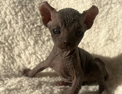 Onyx  Sphynx