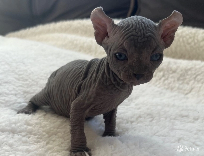 Onyx  Sphynx