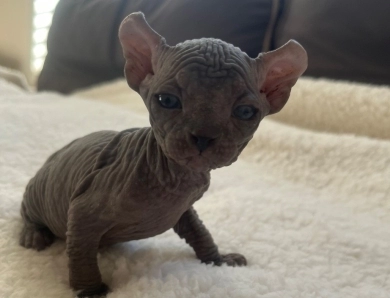 Onyx  Sphynx