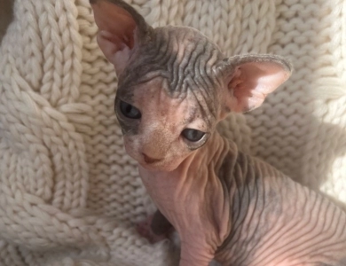 Margarita  Sphynx