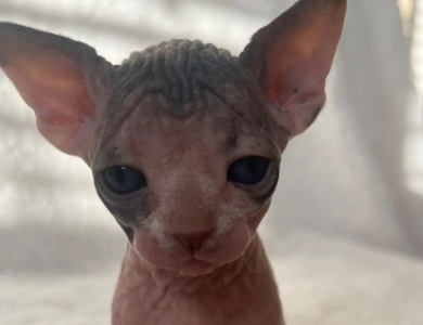 Margarita  Sphynx