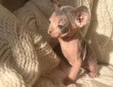 Margarita  Sphynx