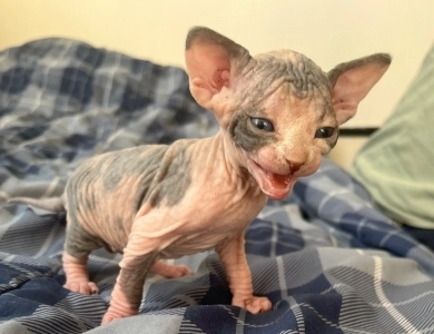 Margarita  Sphynx