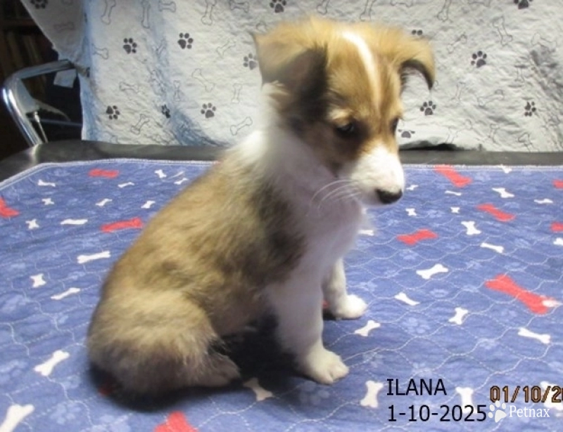 Ilana Shetland Sheepdog