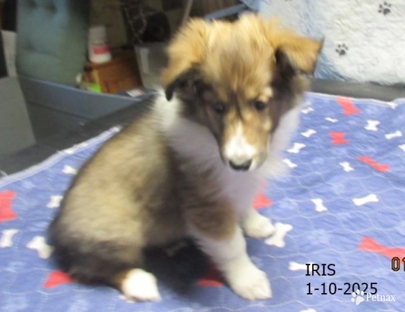 Iris Shetland Sheepdog