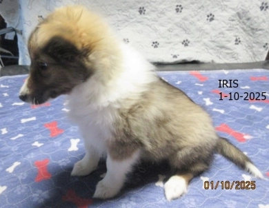 Iris Shetland Sheepdog