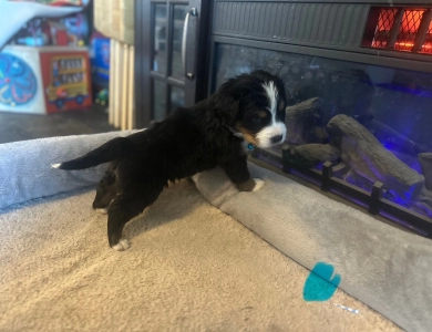 Light Blue Bernese Mountain Dog