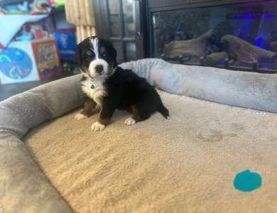 Light Blue Bernese Mountain Dog